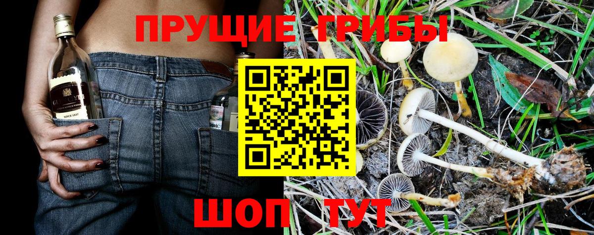 купить наркоту  Галлюциногенные грибы прущие грибы  Вход с VPN  Ставрополь 